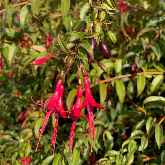 FUCHSIA COMESTIBLE  - PLANT