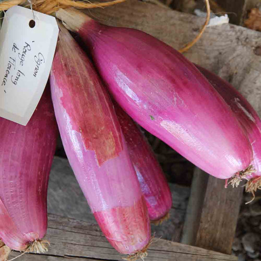 LANGE ROTE ZWIEBEL VON FLORENCE AB