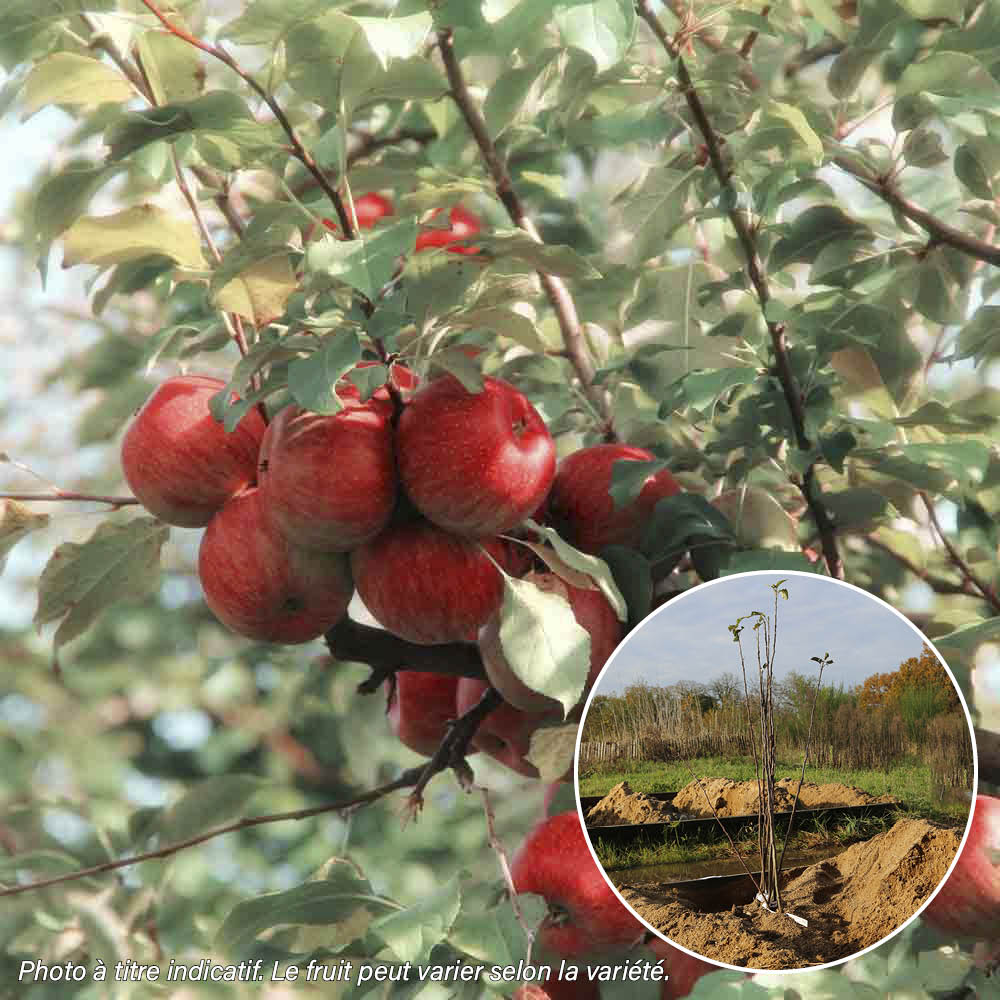 POMMIER SANGUINE ou SANGUINOLE AB