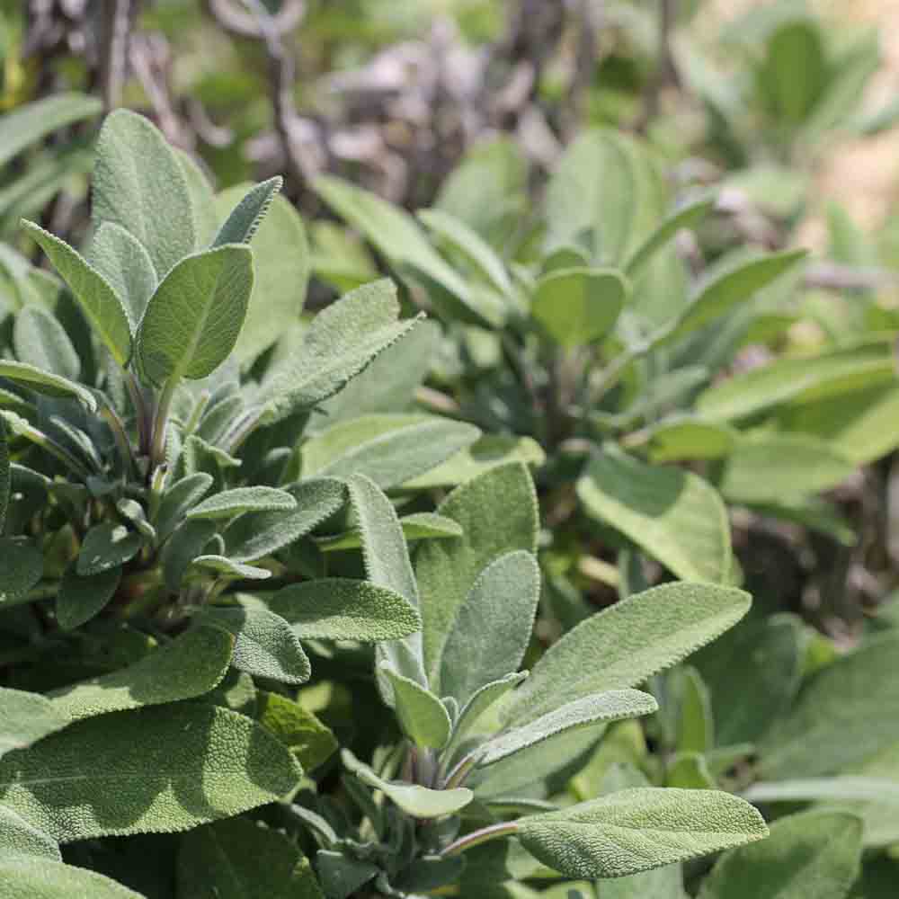 SAGE OFFICINALIS AB