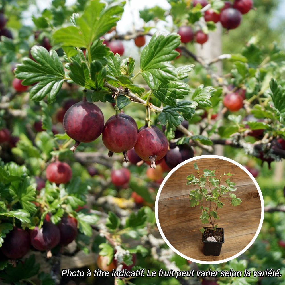 GROSEILLIER A MAQUEREAU HINNOMAKI ROUGE AB - PLANT