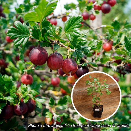 GROSEILLIER A MAQUEREAU HINNOMAKI ROUGE AB - PLANT