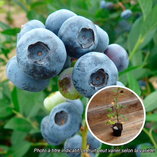 POWDERBLUE AB SHRUB BLUEBERRY