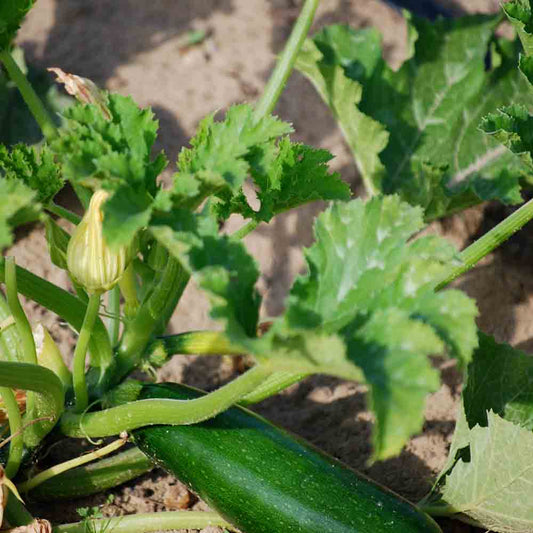 COURGETTE VERTE DE MILAN AB