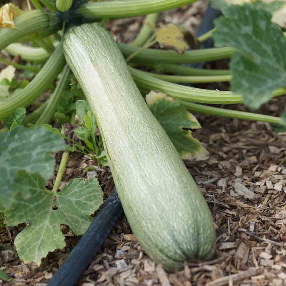 COURGETTE GENOVESE AB