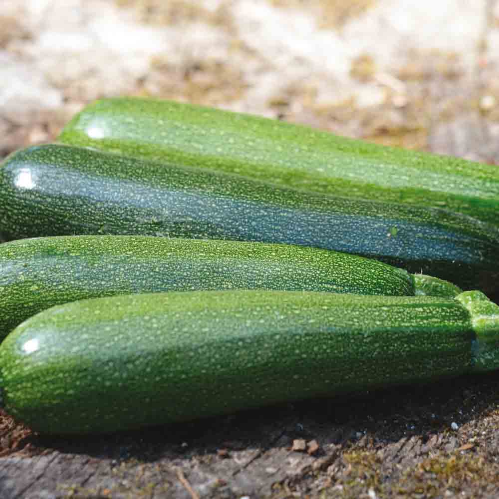 COURGETTE VERTE NON COUREUSE DES MARAICHERS AB