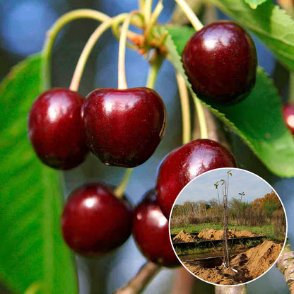 BLACK BIGARREAU CHERRY TREE FROM MECHED AB