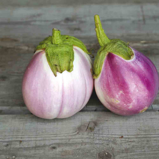 AUBERGINE ROTONDA BIANCA SFUMATA DI ROSA AB