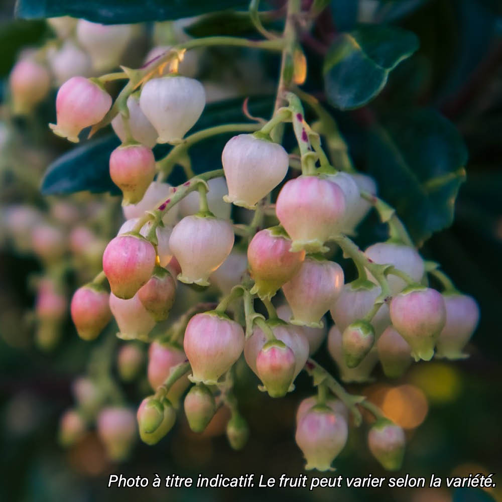 ARBOUSIER A FLEURS ROSES AB - PLANT