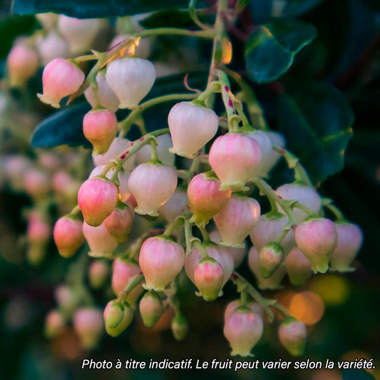 ARBOUSIER A FLEURS ROSES AB - PLANT