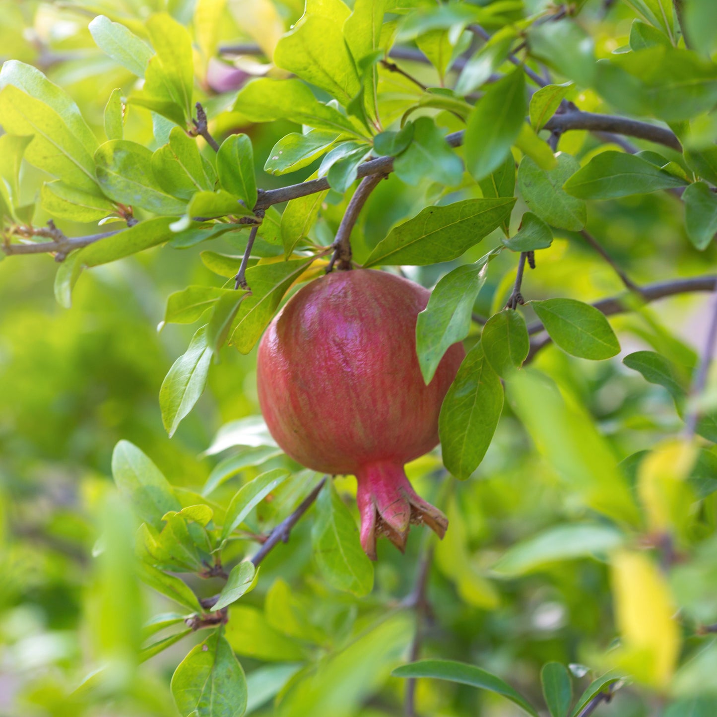 GRENADIER A FRUITS ROUGES AB - PLANT