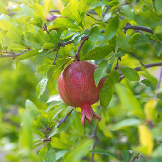 RED FRUIT POMEGRANATE AB - PLANT