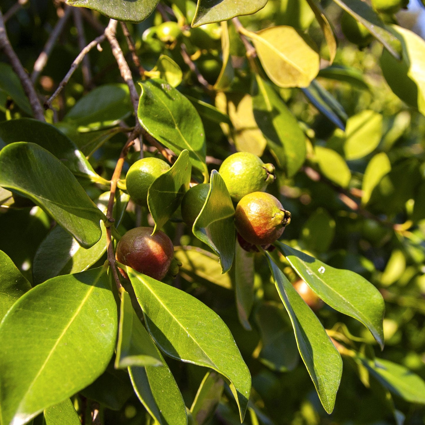 GOYAVIER FRAISE A FRUITS JAUNES AB - PLANT