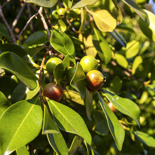 YELLOW FRUIT STRAWBERRY GUAVA AB - PLANT