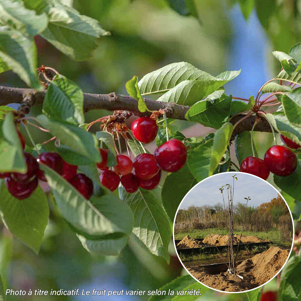 CHERRY TREE GRIOTTE BEAUTIFUL MAGNIFICENT AB