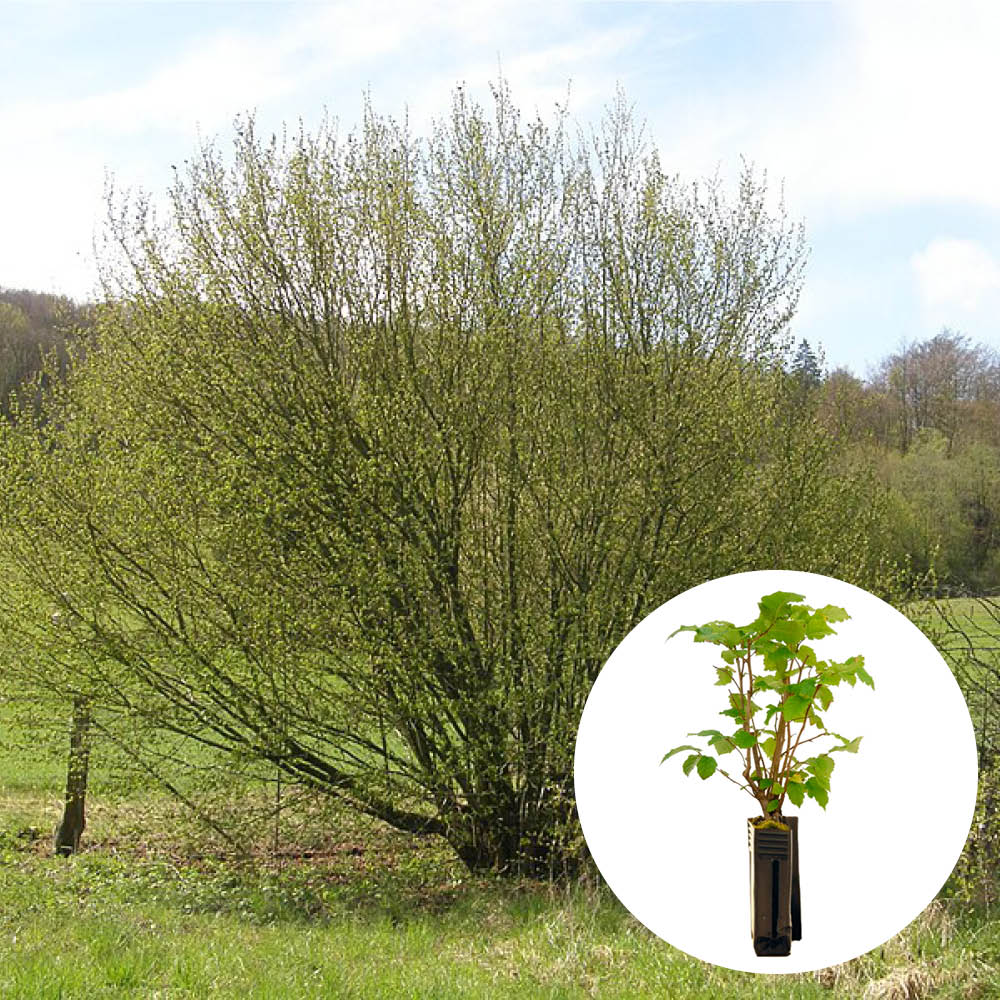 TRUFFLE PLANT COMMON HAZEL - mycorrhizal Tuber Uncinatum