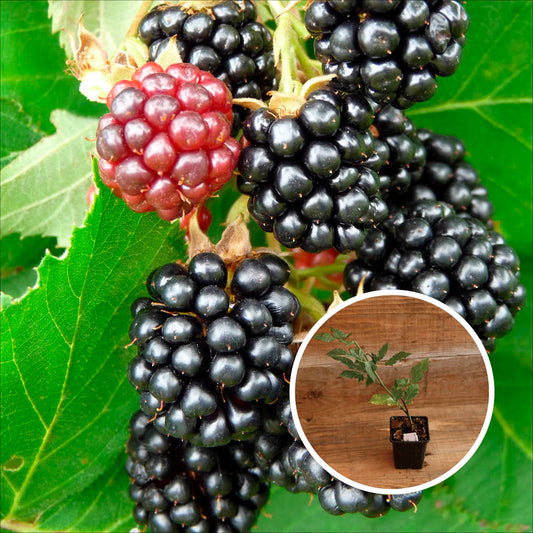 TRIPLE CROWN MULBERRY AB - PLANT