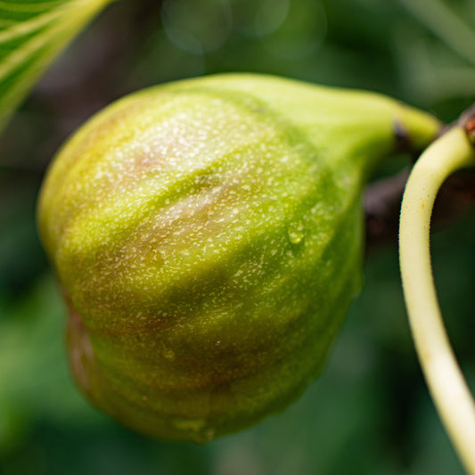 FIGUIER GOUTTE D´OR AB - PLANT