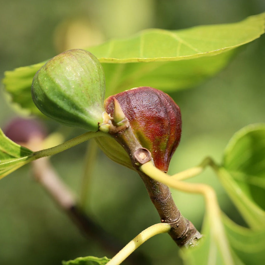 FIGUIER MADELEINE DES 2 SAISONS AB - PLANT