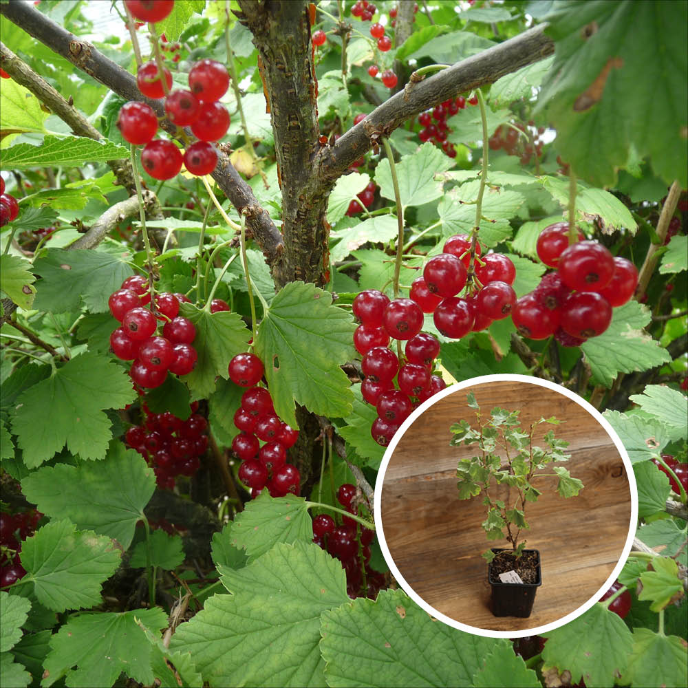 LISETTE AB CURRANT - PLANT