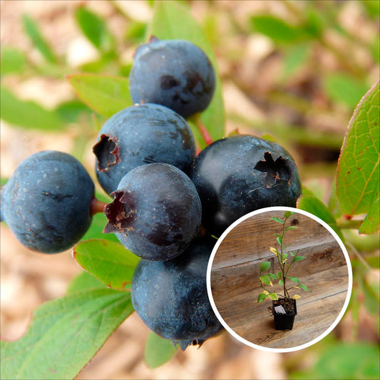 BLUEBERRY POWDER BLUE AB - PLANT