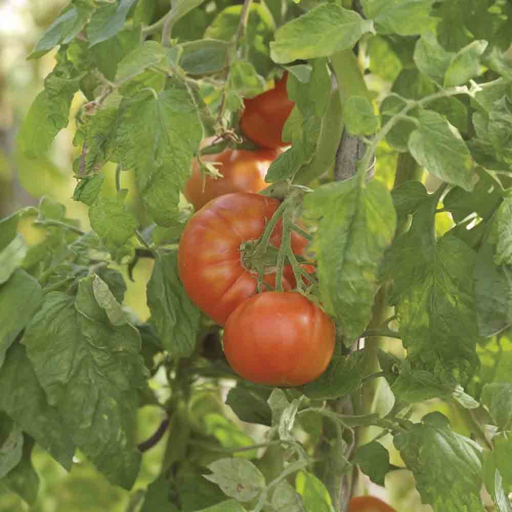 TOMATE MERVEILLE DES MARCHES AB