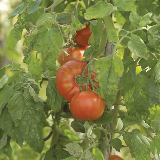 TOMATE MERVEILLE DES MARCHES AB