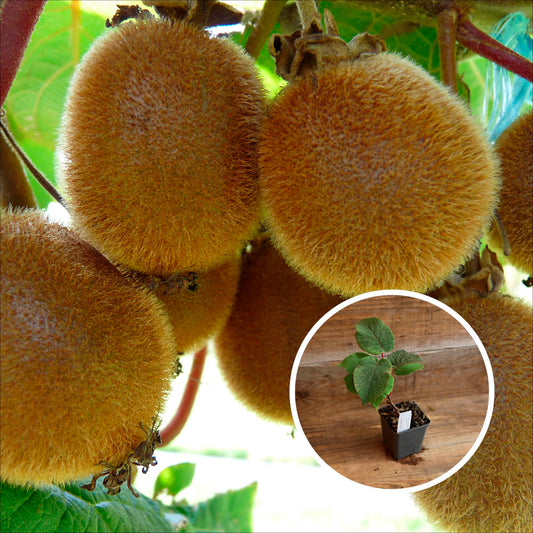 KIWI JENNY (self-fertile) AB - PLANT