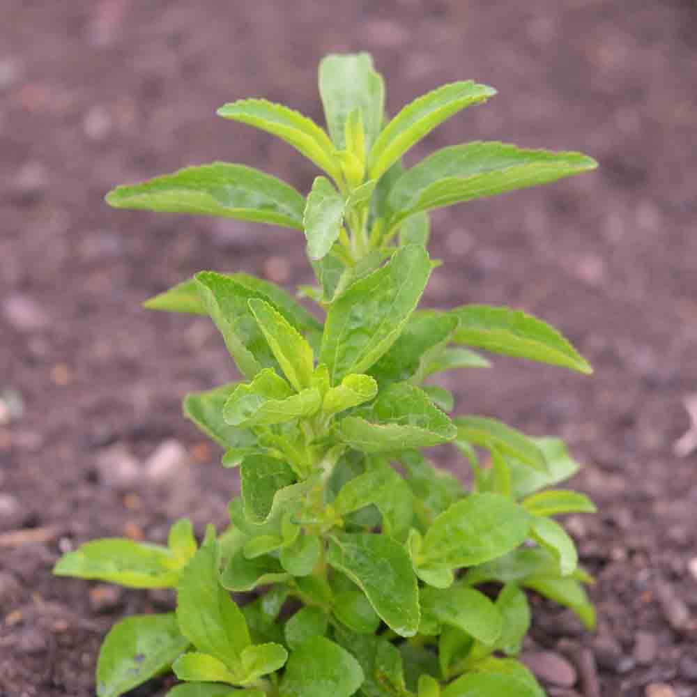 STEVIA REBAUDIANA AB