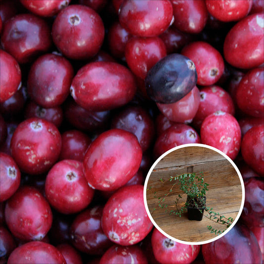 CANNEBERGE CROWLEY (Cranberry) AB - PLANT