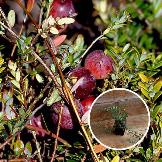 CANNEBERGE PILGRIM (Cranberry) AB - PLANT