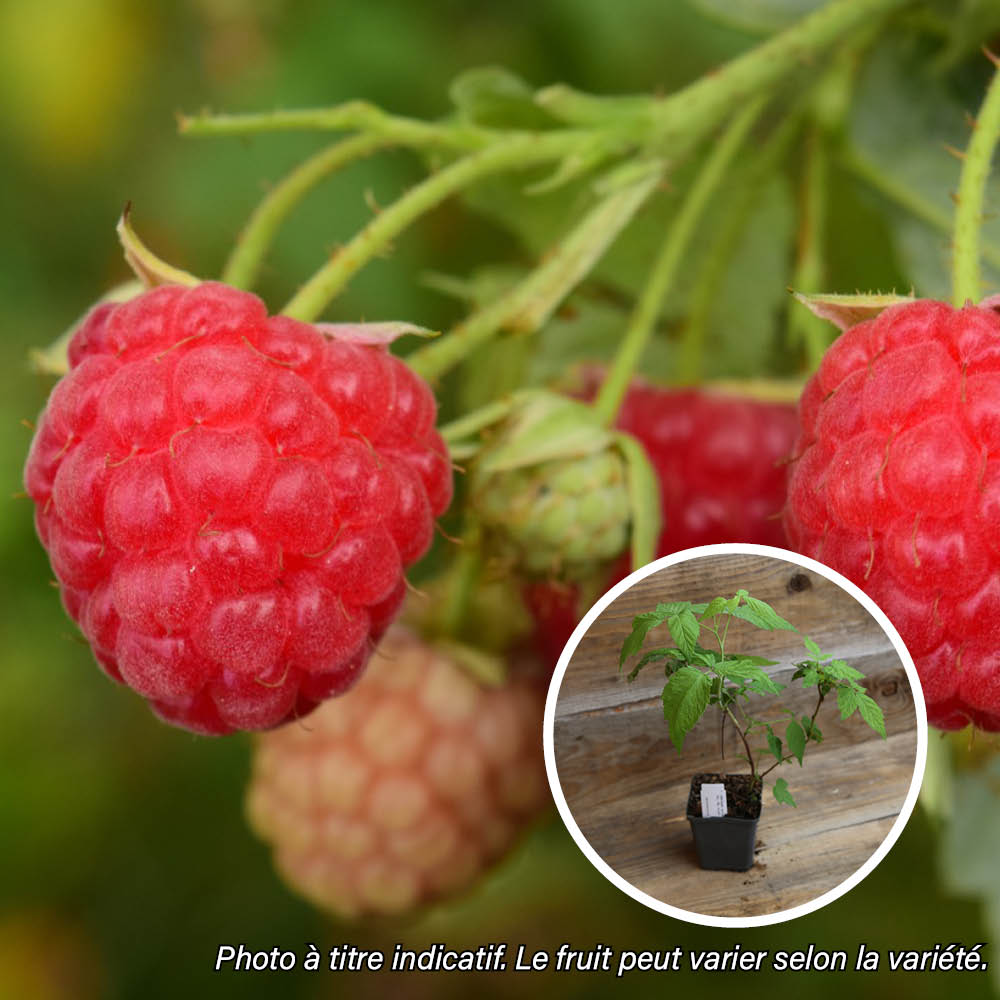 RASPBERRY HIMBO TOP AB - PLANT