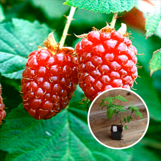 MÛRIER FRAMBOISE TAYBERRY BUCKINGHAM AB - PLANT