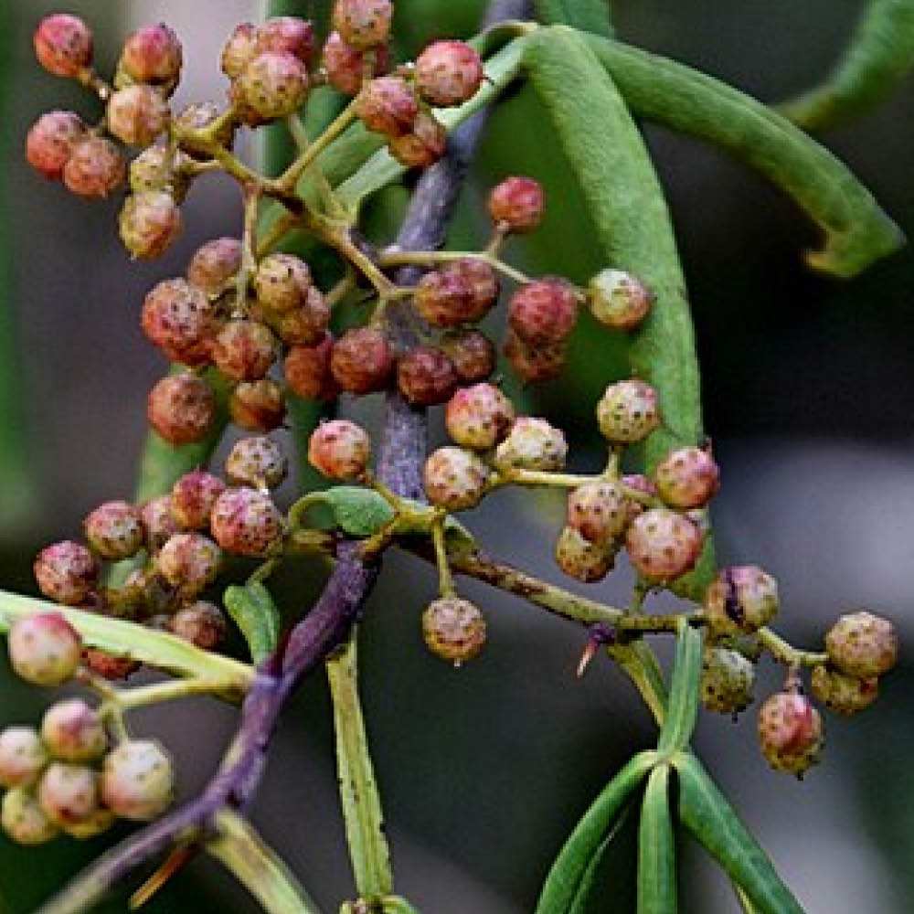 TIMUT PEPPER TREE AB - PLANT