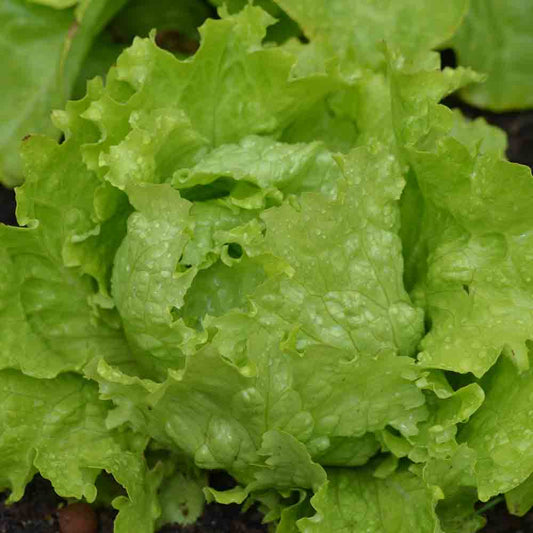 BATAVIA LETTUCE FROM PIERRE BENITE AB