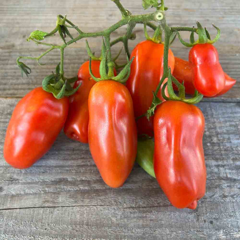 TOMATE SAN MARZANO 2 AB