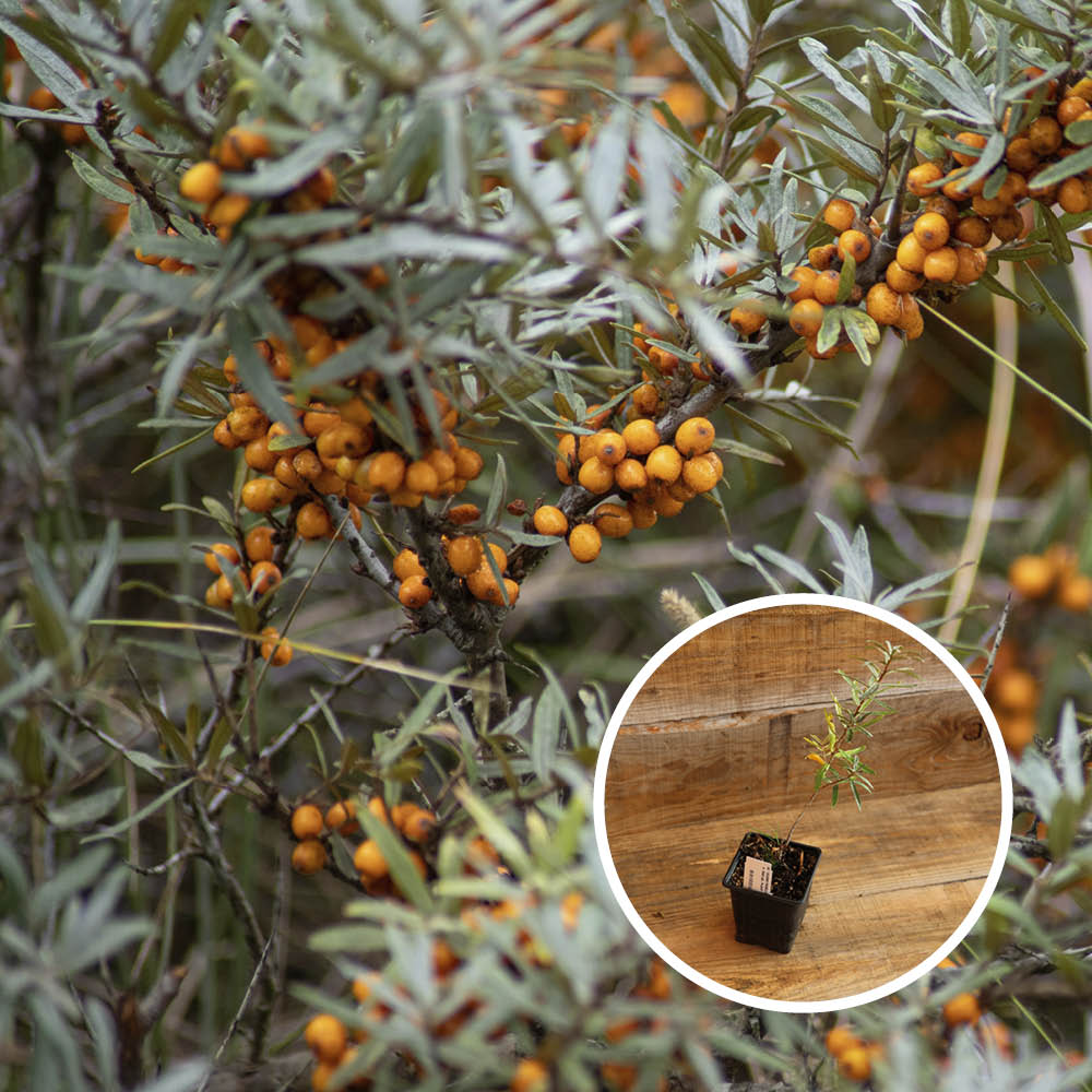 SEA BUCKTHORN MALE TARMO