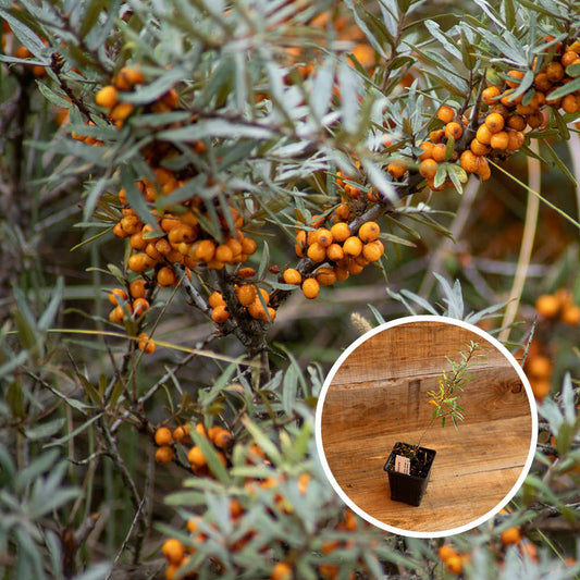 ARGOUSIER MALE TARMO - PLANT