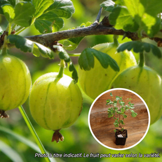 GROSEILLIER A MAQUEREAU HINNOMAKI GUL AB - PLANT