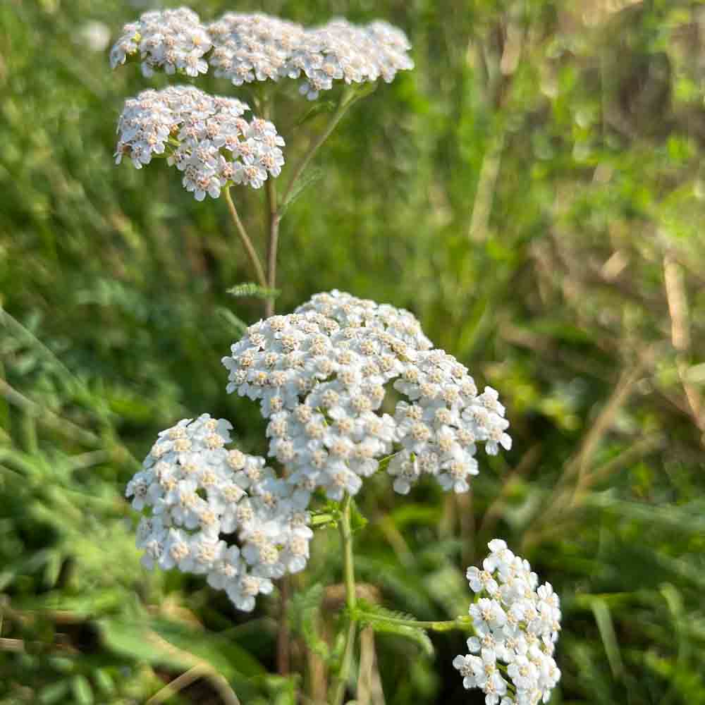 ACHILLEE MILLEFEUILLE AB