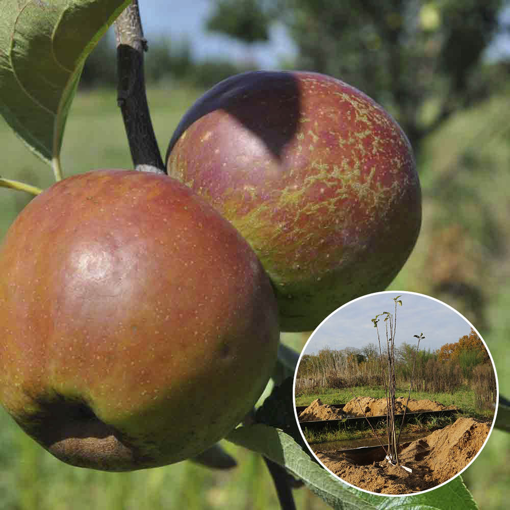 POMMIER REINETTE D'ARMORIQUE AB