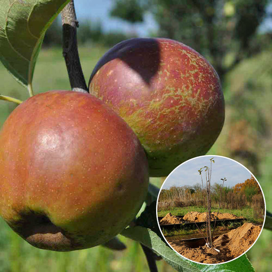 POMMIER REINETTE D'ARMORIQUE AB