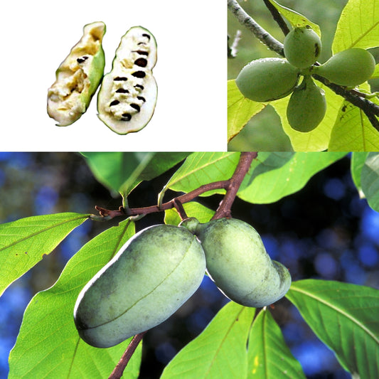 ASIMINIER TRILOBA PAWPAW AB - RACINES NUES