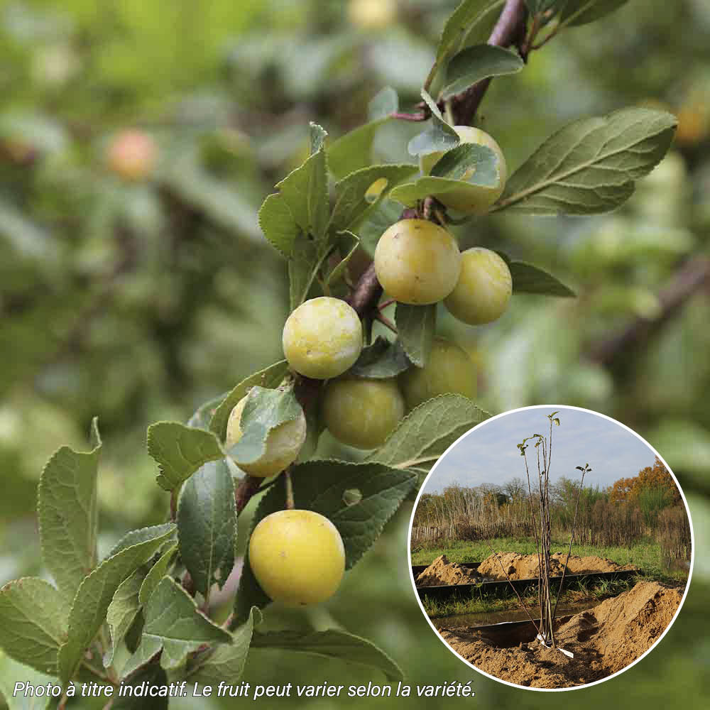 REINE CLAUDE DOREE AB PLUM TREE