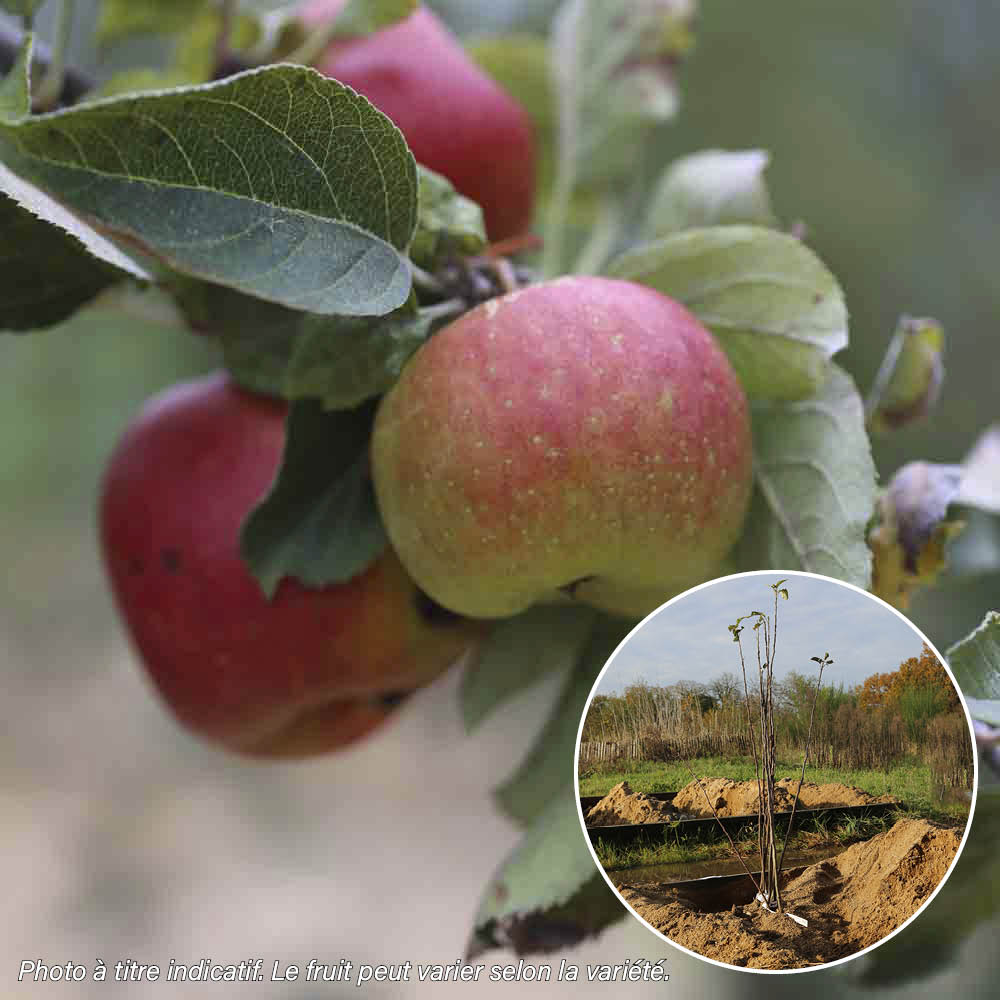 POMMIER REINETTE D'ANJOU AB