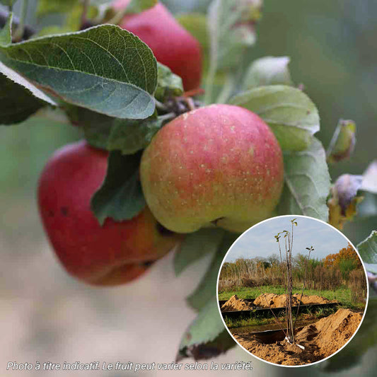 POMMIER REINETTE D'ANJOU AB