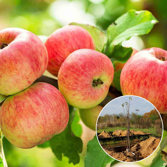 POMMIER RUBINETTE ROSSO RAFZUBEX AB