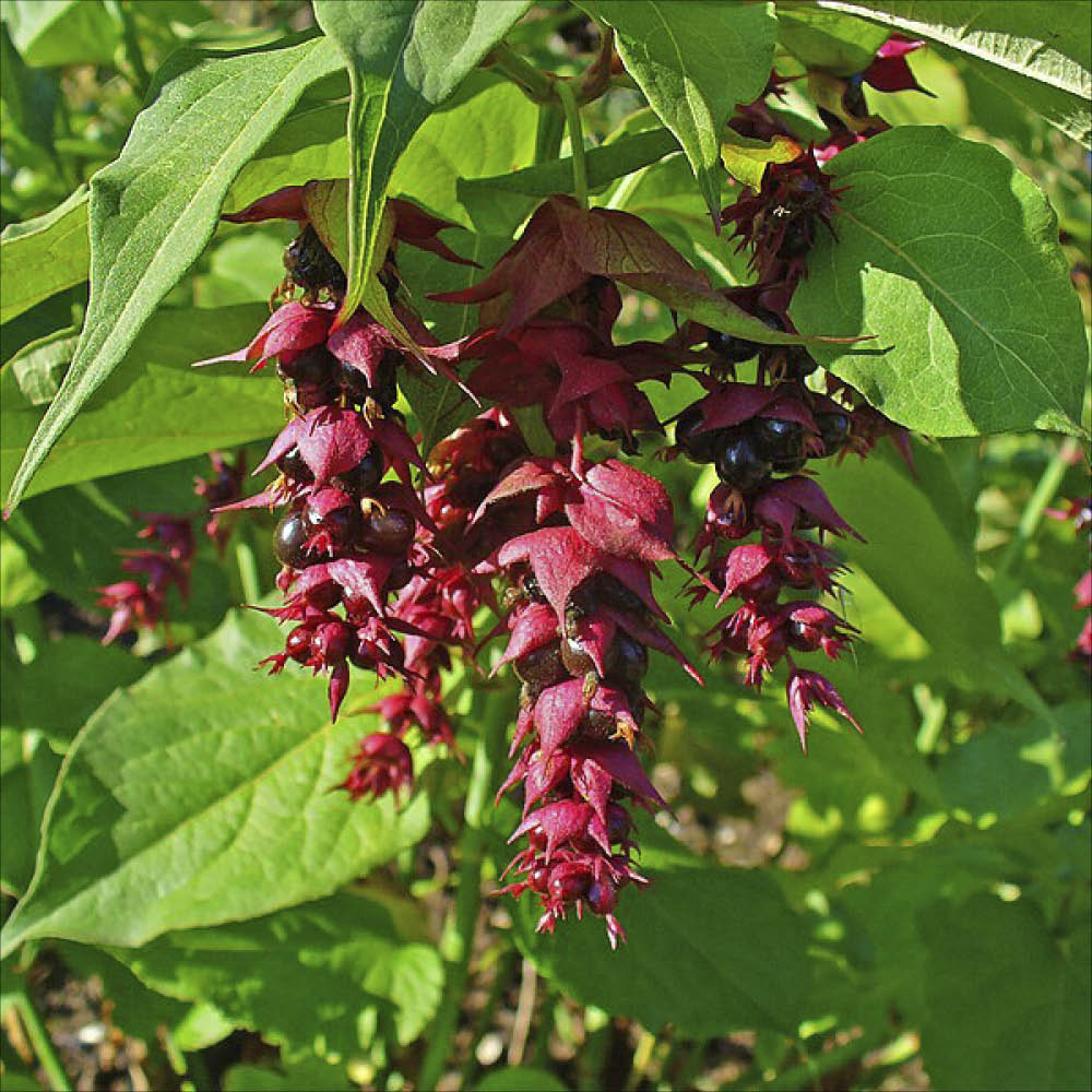 ARBRE AUX FAISANS - PLANT