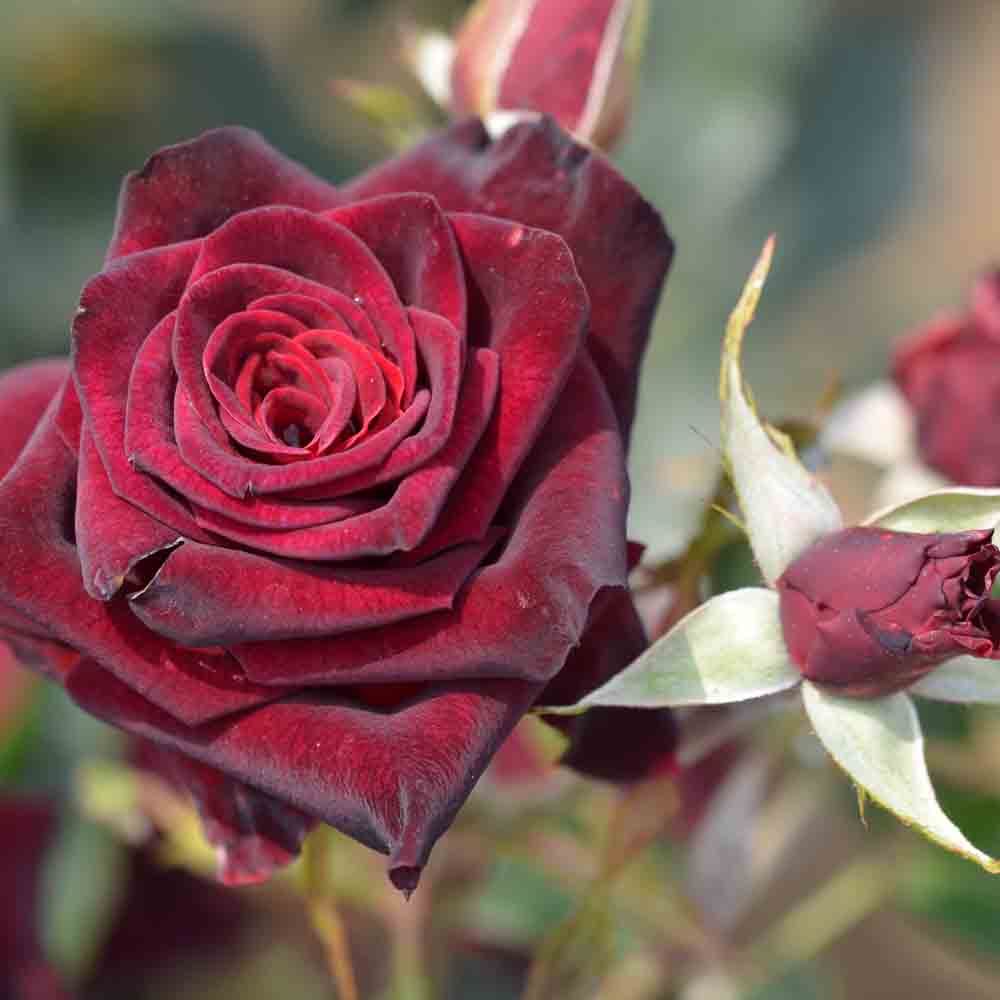 ROSIER BLACK BACCARA® - GRANDES FLEURS