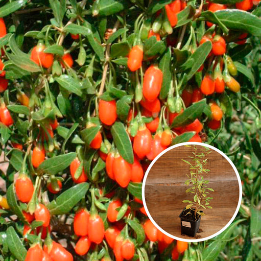 CHINESISCHES LYCIET MIT GOJI-BEEREN AB - PFLANZE